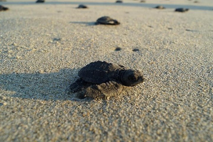 Baby Turtle