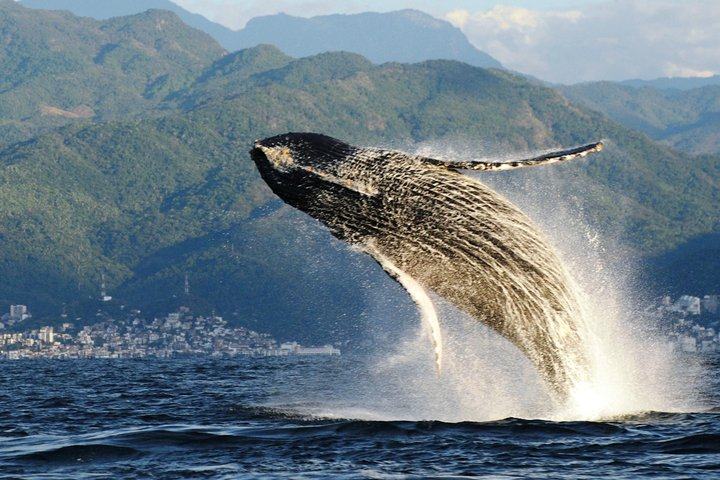 Whale Watching Ecotours