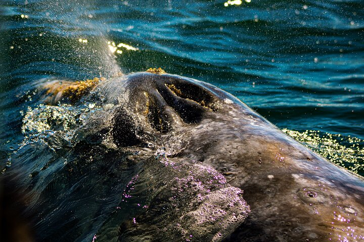 Whale safari - all inclusive humpback, blue and gray whale watch - Photo 1 of 13