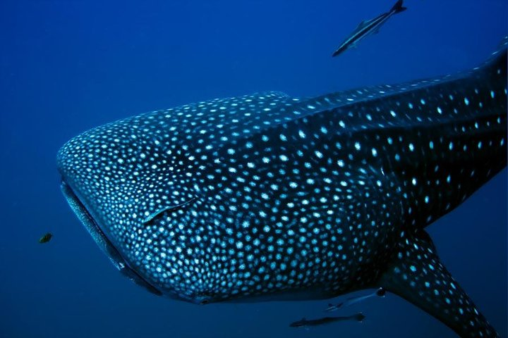 Whale Shark Adeventure Small Group - Photo 1 of 4