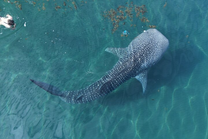 Whale Shark Adventure with a Marine Biologist - Photo 1 of 7