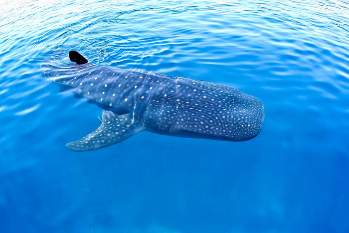 Swim with the Whale Shark, amazing experience