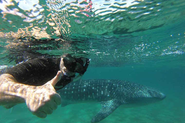 Whale Shark snorkeling tour in a reduced group with local marine biologist - Photo 1 of 6