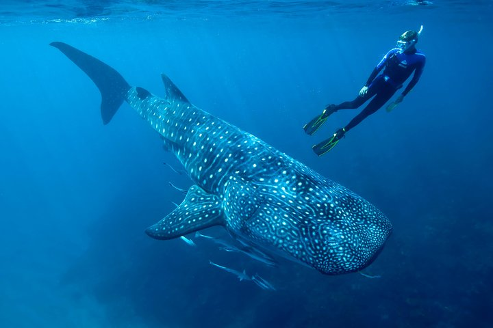 Whale Shark Swimming & Isla Mujeres Beach Visit - Photo 1 of 7