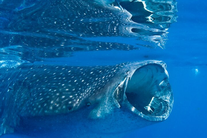 Whale Shark Swimming Seasonal Adventure from Tulum - Photo 1 of 7