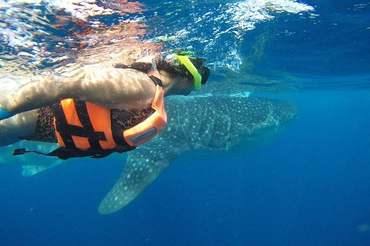 Safe and unique whale shark snorkel tour