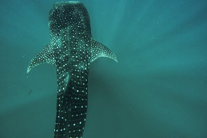 Whale sharks + sea lions + nature - Espiritu Santo Archipelago - Photo 1 of 7