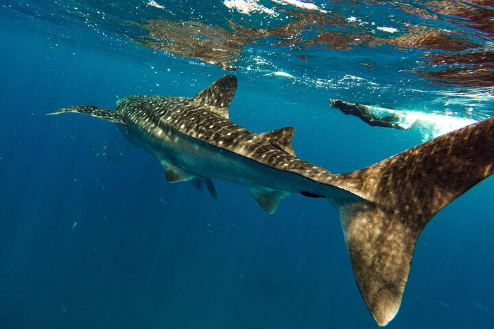 Whale sharks + sea lions + nature - picnic in Balandra beach - Photo 1 of 6