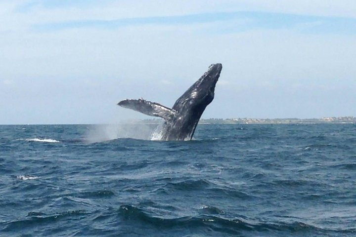 Humpback whale Marietas Islands