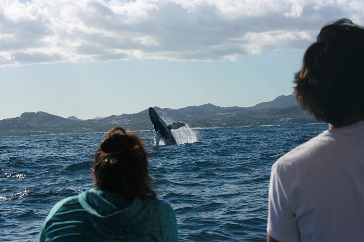 Salty Cabo Excursions provides the best whale watching San Jose del Cabo has to offer. Group Tours, Private Tours, Sunrise Tours