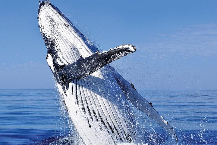 Whale Watching Trilogy Tour