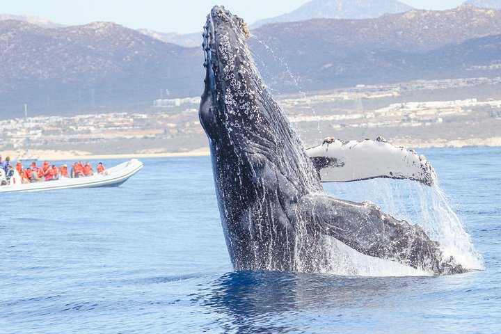 Up close amazing encounters