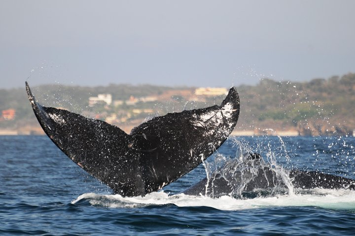 Whale Watching Tour leaded by biologist at 1 pm - Photo 1 of 9