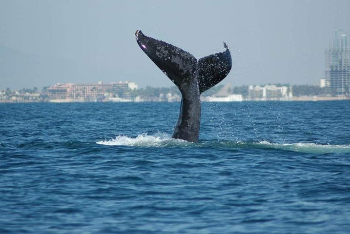 Whale watching tour - Photo 1 of 6