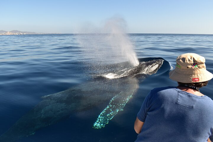 Whale Watching with Photos Included - Photo 1 of 15