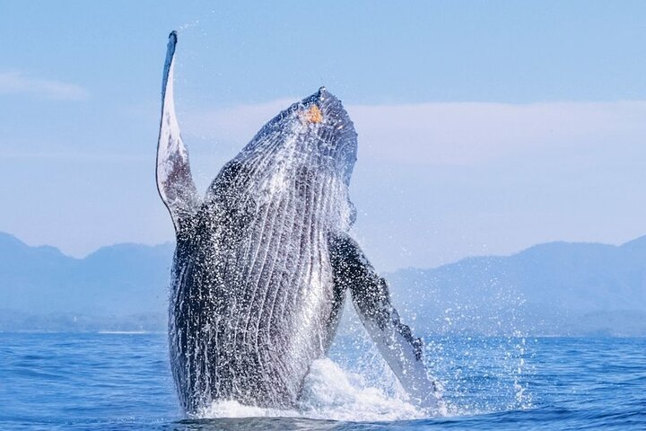 Whale Watching - Photo 1 of 6