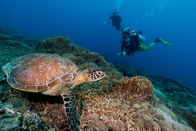 【10th Anniversary｜10% off 】Dreamer Island Day Tour: Discover Scuba Diving / Leisure Diving | Kota Kinabalu, Sabah， Malaysia - Photo 1 of 10