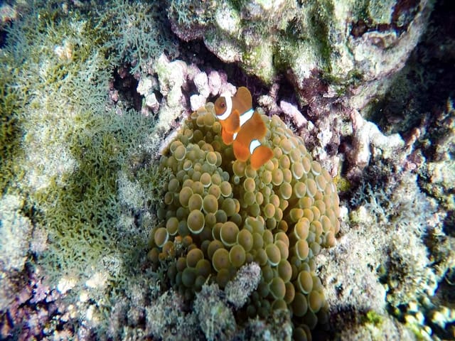 【10th Anniversary｜10% off 】Tunku Abdul Rahman Park Scuba Diving / Discover Scuba Diving Shared Day Tour in Kota Kinabalu | Sabah - Photo 1 of 6