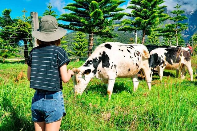 Desa Cattle Dairy Farm