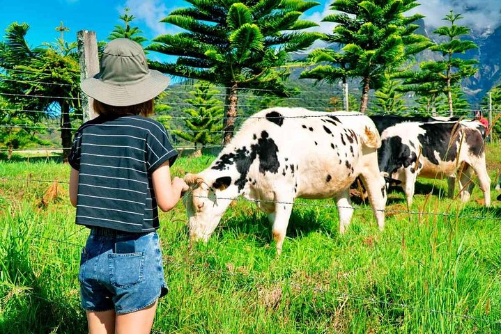 Desa Cattle Dairy Farm