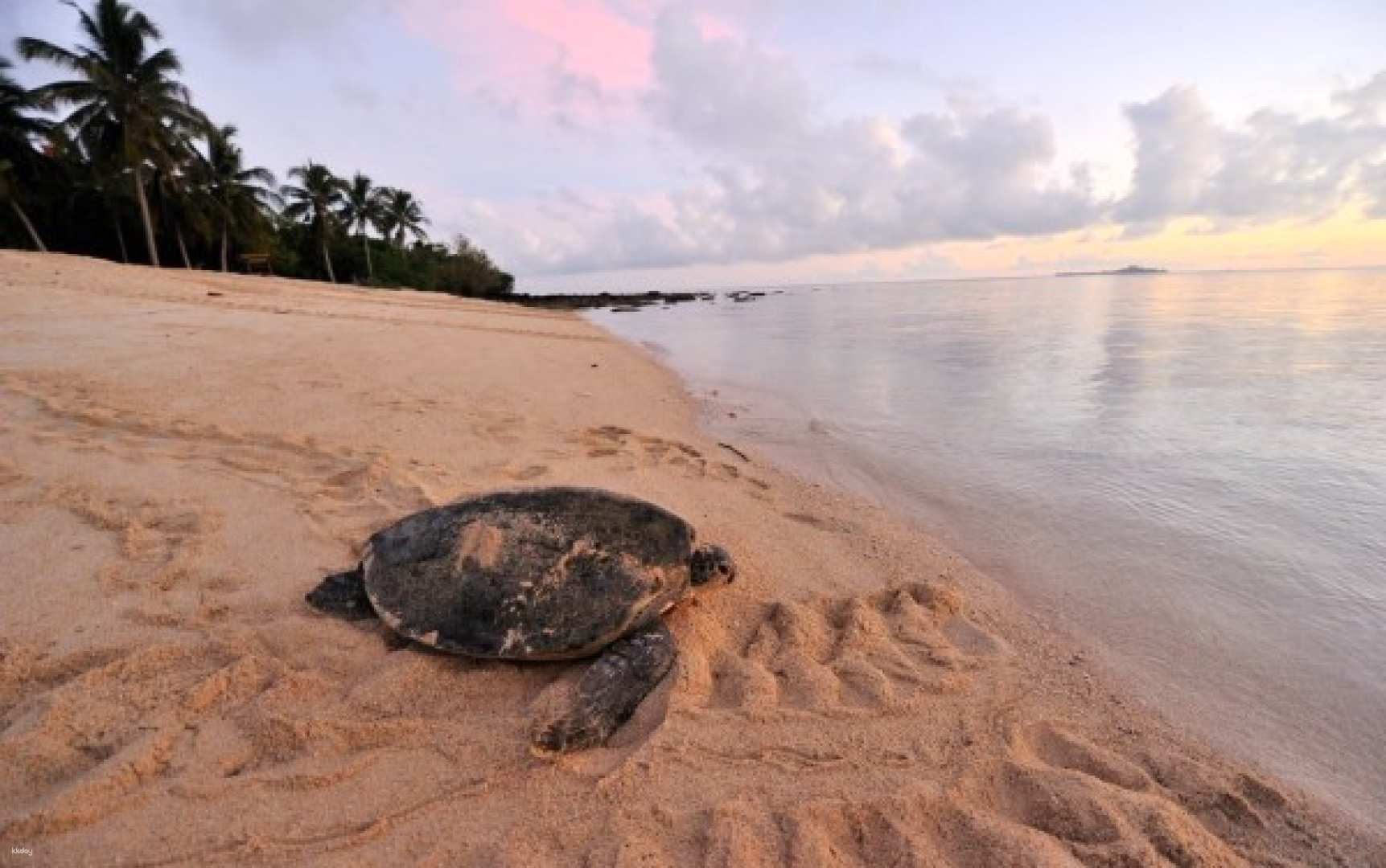 2D1N Selingan Turtle Island Tour | Sabah - Photo 1 of 9