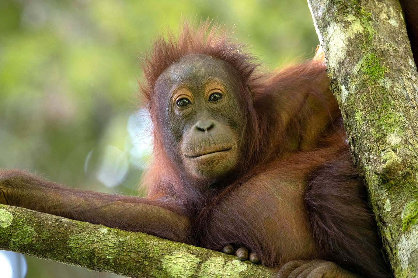 3D2N/4D3N Danum Valley Field Centre Trekking & Wildlife Tour in Sandakan/Lahad Datu | Sabah, Malaysia - Photo 1 of 9