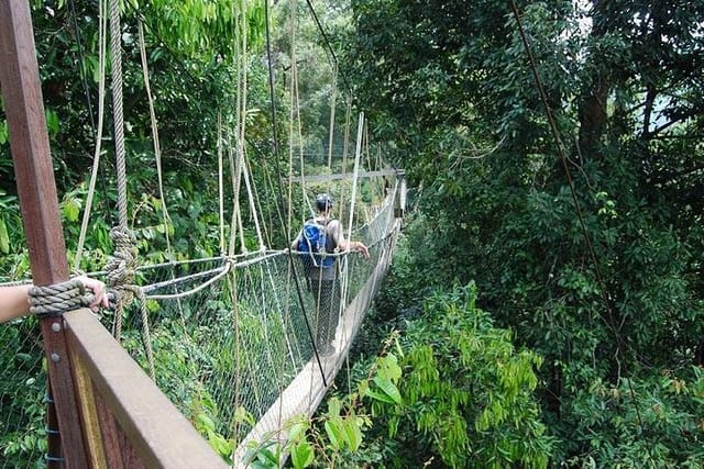 Canopy Walk Taman Negara