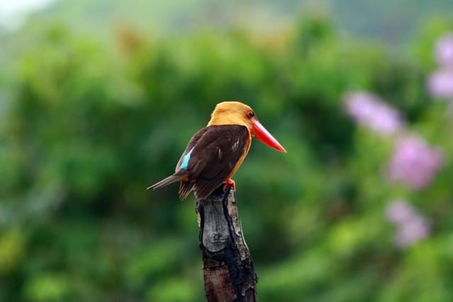 Big Kingfisher