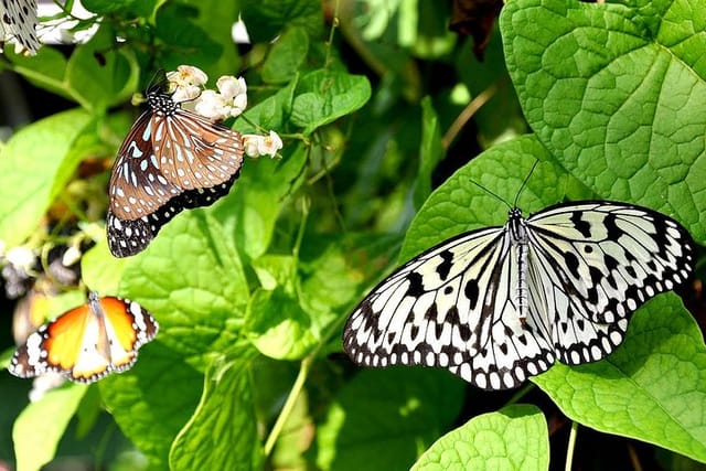 Kuala Lumpur Butterfly Park