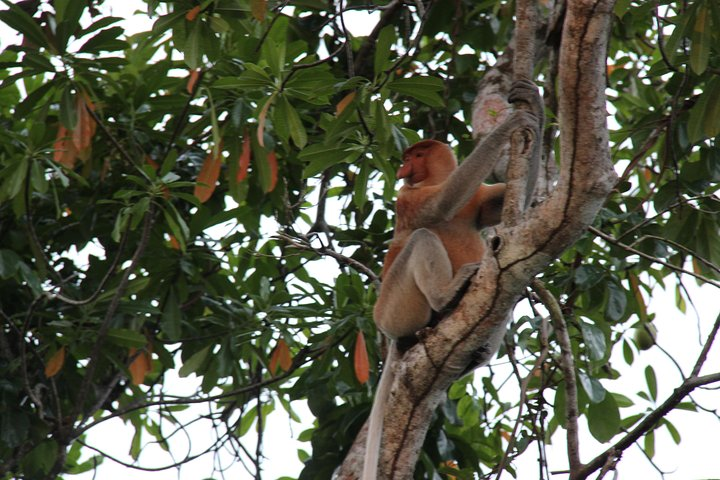 Borneo (Klias) River Cruise & Fireflies Tour - Photo 1 of 22