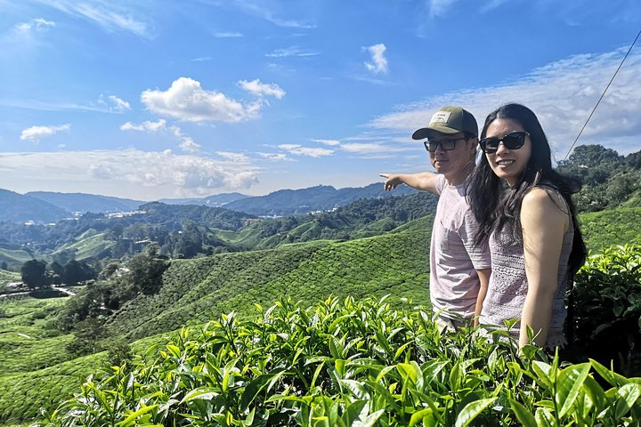 Beautiful Scenery around Boh Tea Plantation 