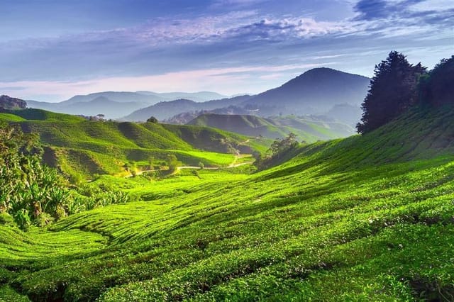 Cameron Highland Day Tour - Photo 1 of 11