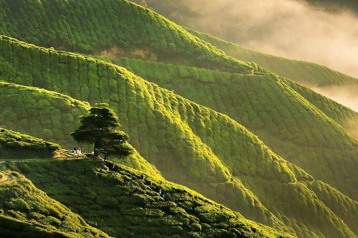 Cameron Highlands, Malaysia