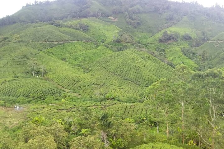 Cameron Highlands Full Day Tour - Photo 1 of 12