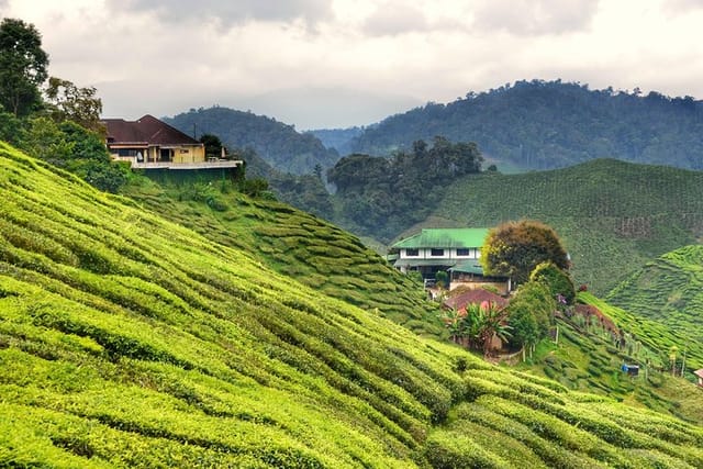 Cameron Highlands, Malaysia
