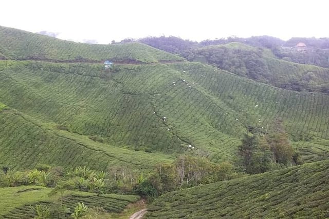 Cameron Highlands Hill Forest Walk  - Photo 1 of 8