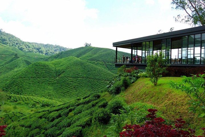 Cameron Highlands, Malaysia