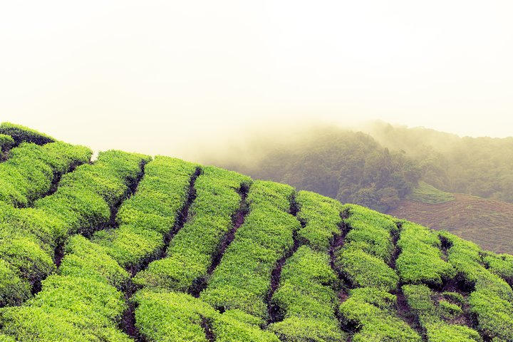 Cameron Highlands