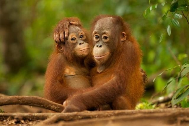 SEPILOK ORANG UTAN 