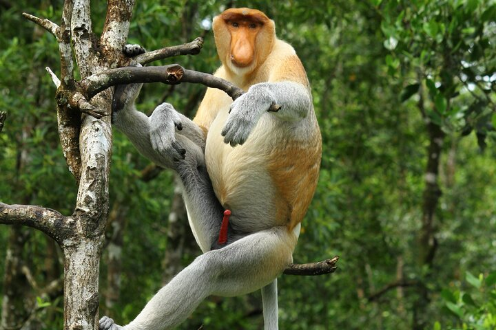 Day Trip Sepilok Orang Utan & Labuk Bay Proboscis Monkey - Photo 1 of 7