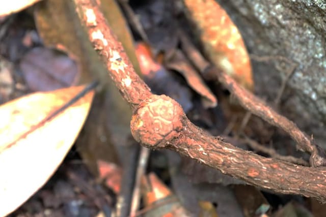 Days Old Rafflesia Bud