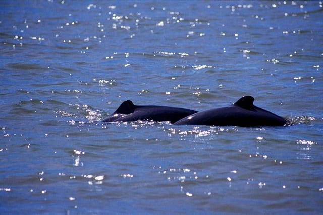 Dolphin Mangrove Cruise - Photo 1 of 4