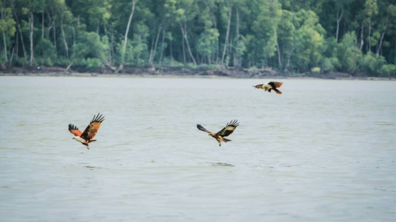 Eagle Watching Experience in Kuala Selangor - Photo 1 of 5