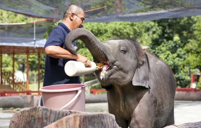 elephant-sanctuary-aborigine-settlement-shared-day-tour-from-kuala-lumpur-pahang-malaysia_1