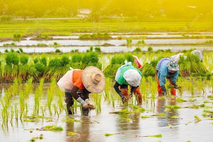 Embrace the Farmer's Way: Dive into the Paddy Farming Adventure - Photo 1 of 11