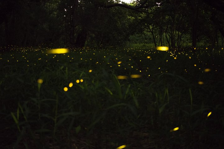 Fireflies Tour in Cherating - Photo 1 of 6