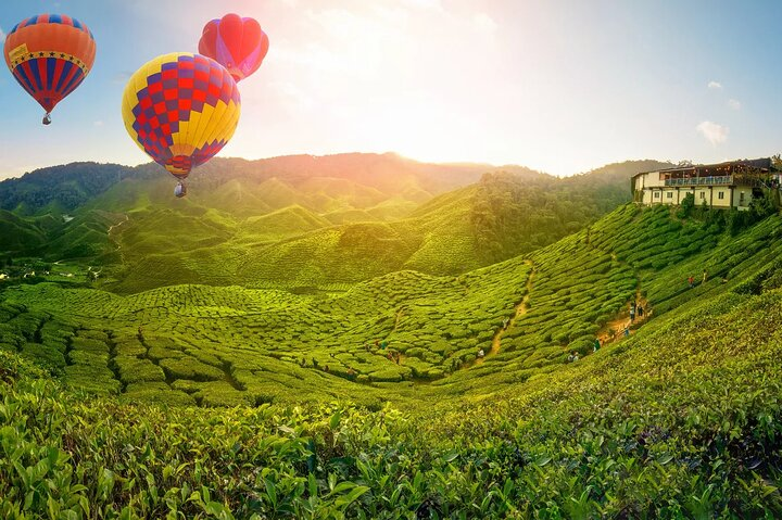 Escape the heat and visit a tea plantation in the rolling hills of the Cameron Highlands