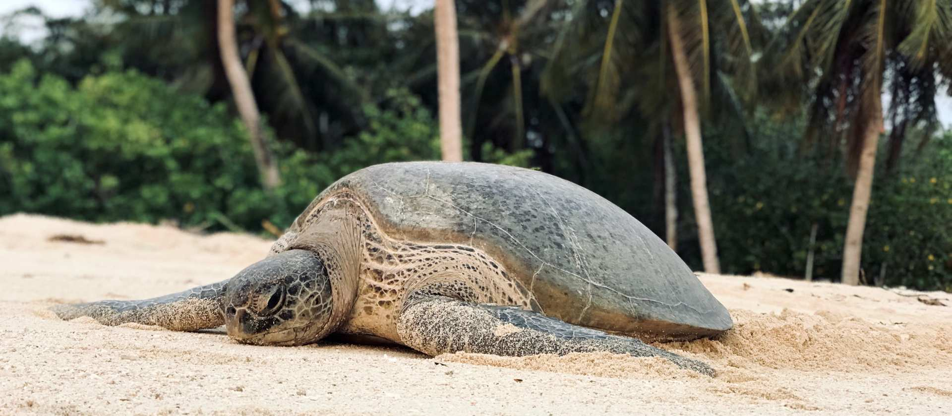 [Fullboard Package] 2D1N Selingan Turtle Island & Sepilok Tour in Sandakan | Sabah - Photo 1 of 9