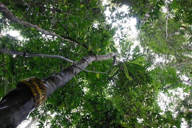 Langkawi Rainforest