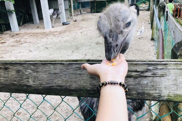 Feeding the Ostrich